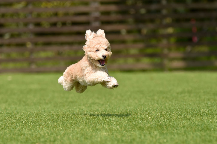 excited puppy running