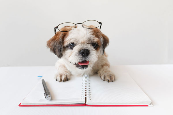 sentence dictation dog notebook