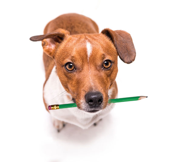 dog holding pencil