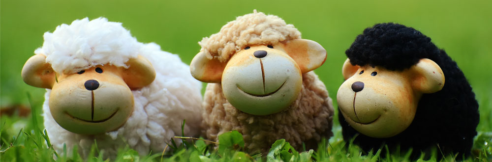 digraph sh sheep featured image