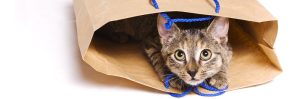 short a cvc words cat in bag featured image
