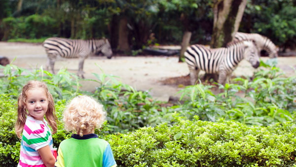 two kids looking at friendly zebras