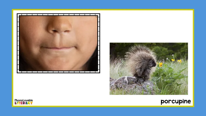 Mouth formation for p with porcupine.