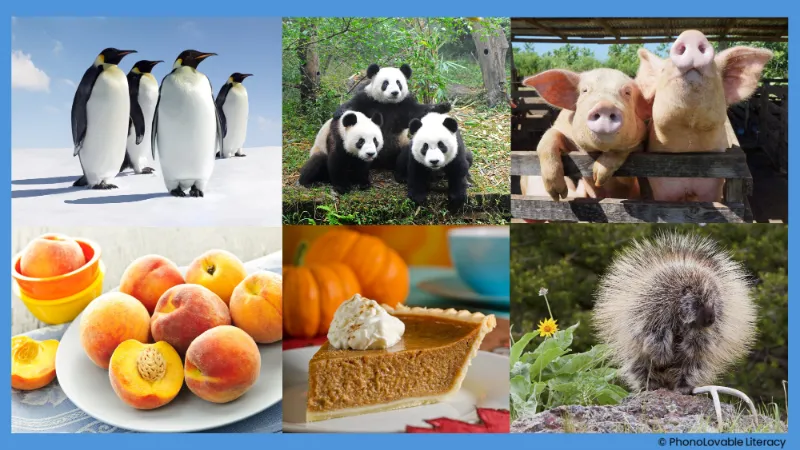 Photo collage for letter p sound: penguins, pandas, pigs, peaches, pie, and porcupine.