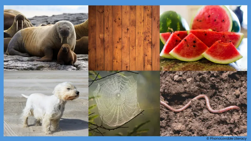 Photo collage for letter w sound: walrus, wood, watermelon, wind, web, and worm.