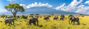 Letter sound e featured image of elephants.