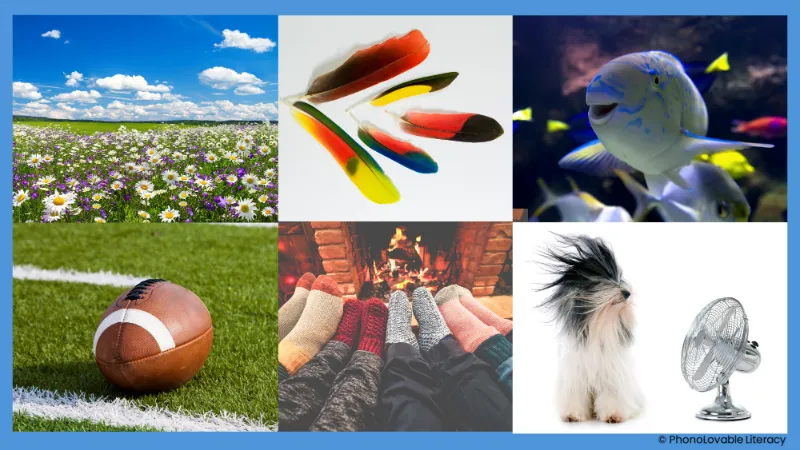 Photo collage for letter f sound: flowers, feathers, fish, football, feet, and fan.