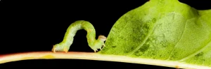 Letter sound i featured image of an inchworm.