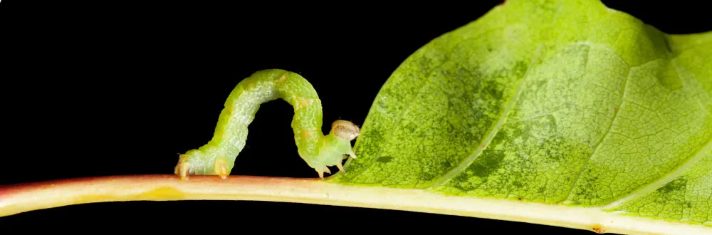 Letter sound i featured image of an inchworm.
