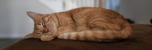 Letter sound c featured image of a curled up cat.