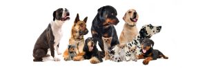 Letter sound d featured image of dogs.