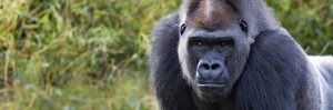 Letter sound g featured image of a gorilla.