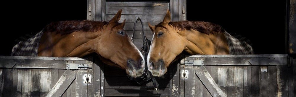Letter sound h featured image of two horses.