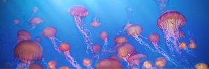 Letter sound j featured image of jellyfish.