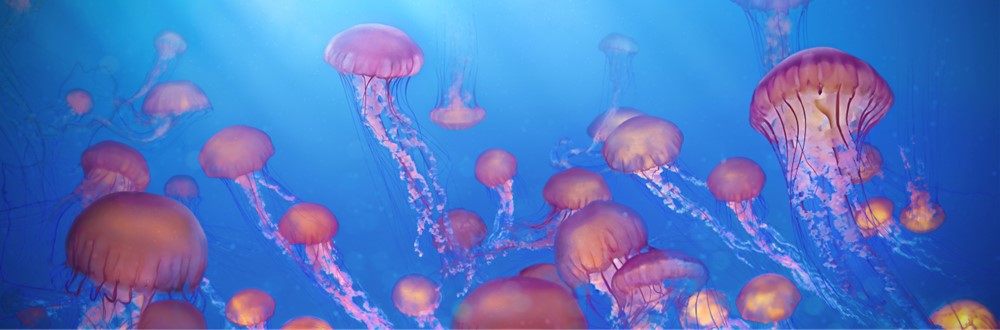 Letter sound j featured image of jellyfish.