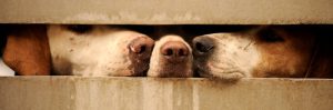 Letter sound n featured image of three dogs' noses.
