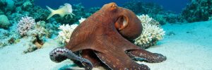Letter sound o featured image of an octopus.