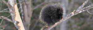 Letter sound p featured image of a porcupine.