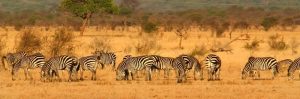 Letter sound z featured image of zebras.