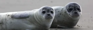 Letter sound s featured image of two seals.