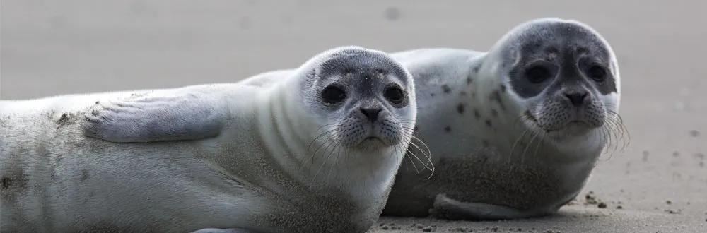 Letter sound s featured image of two seals.